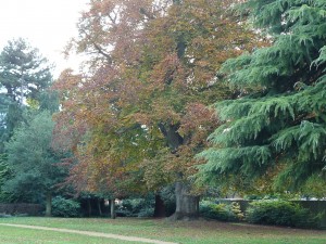 Abingdon-gardens-trees