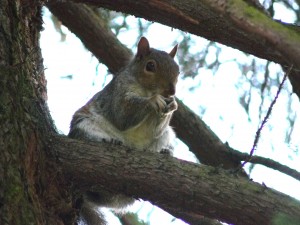 Squirrel-Abingdon-Gardens