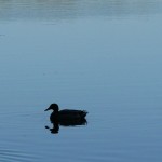 Lone mallard, Fleet Pond, Hampshire