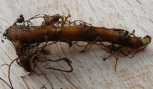 Anemone nemorosa robinsaniana rhizome