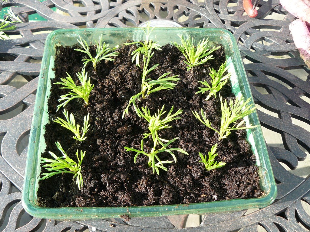 Argyranthemum leaf cuttings