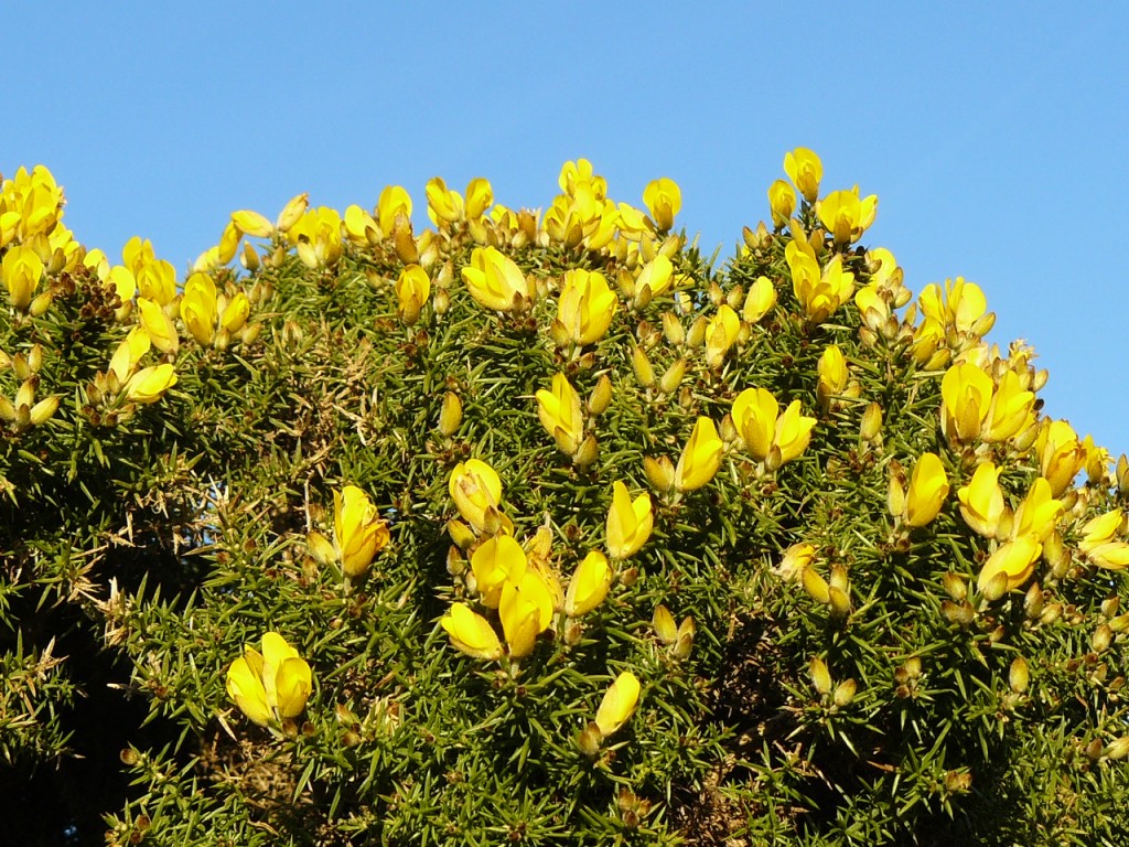 The gorse bushes of Exmoor (in winter bloom)