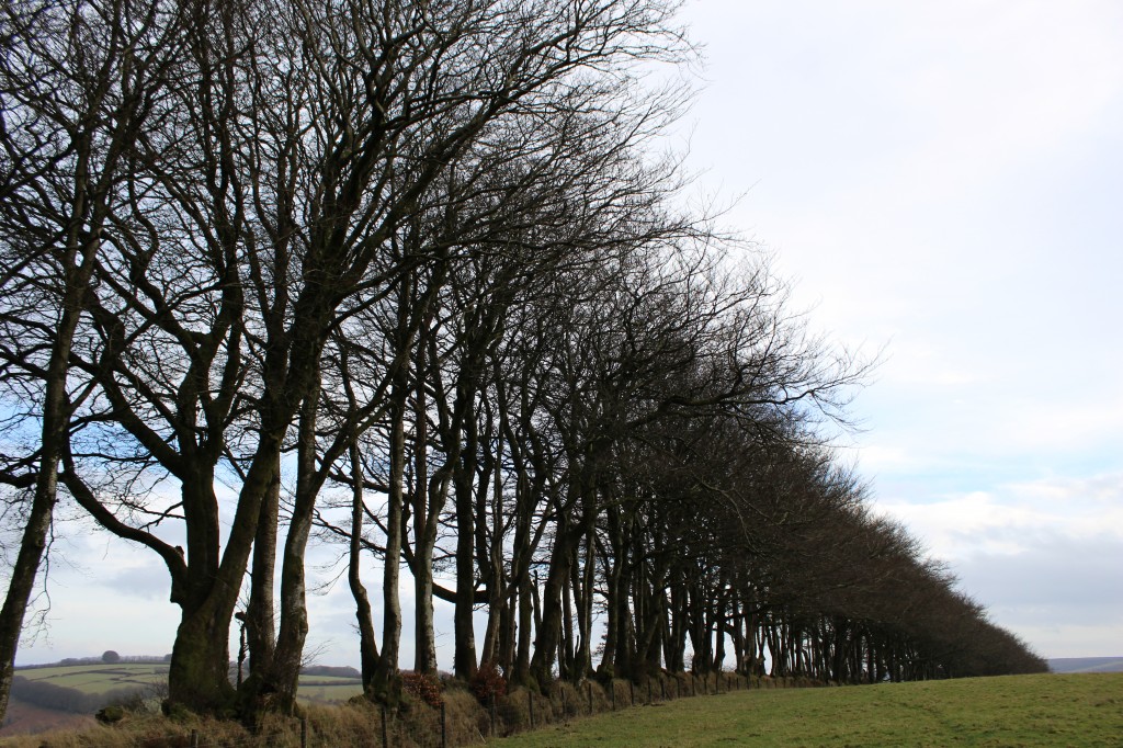 Beech tree boundary, near Exford
