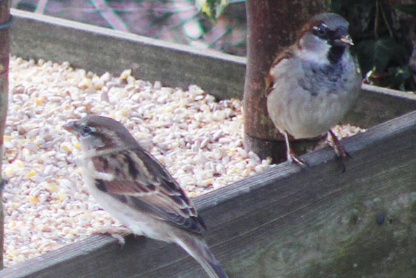 House sparrows - Big Garden Birdwatch