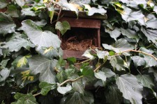 Robin nest box nestled in ivy