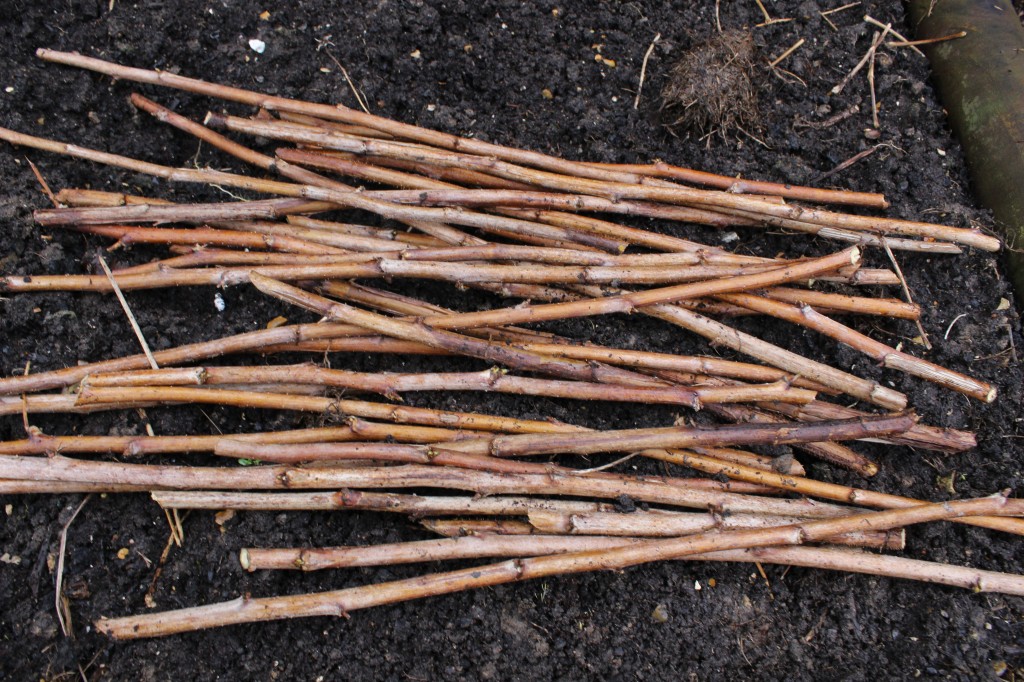 Raspberry canes make good supports for perennials