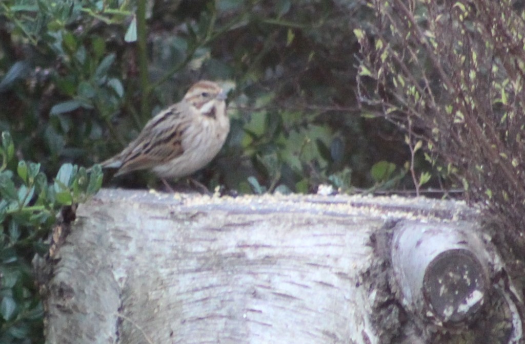 Female reed bunting, feeding in isolation away from the house