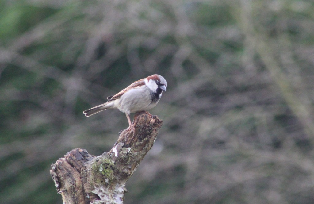 Male house sparrow in breeding plumage
