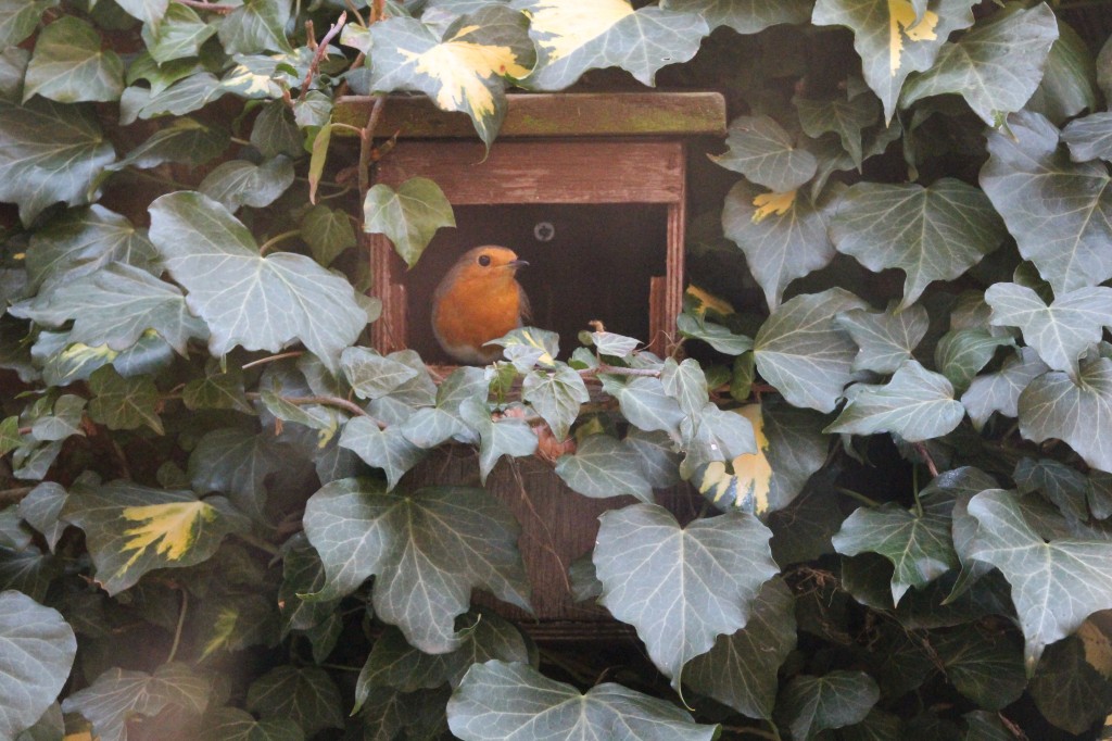 Female robin, starting the nest building process