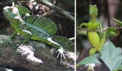 Green baselisk lizards, Costa Rica