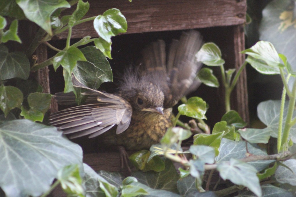 Robin fledging