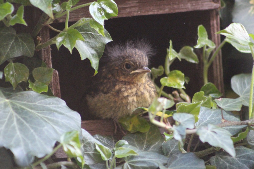Robin fledgling