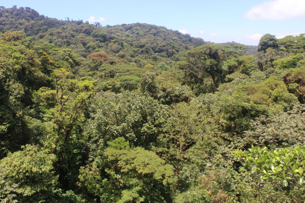 Monteverde forest canopy, Costa Rica