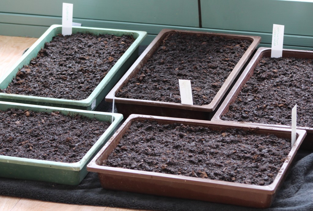Waiting for germination - seed trays