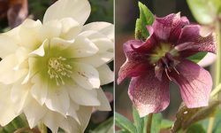 The glory of Hellebores revealed