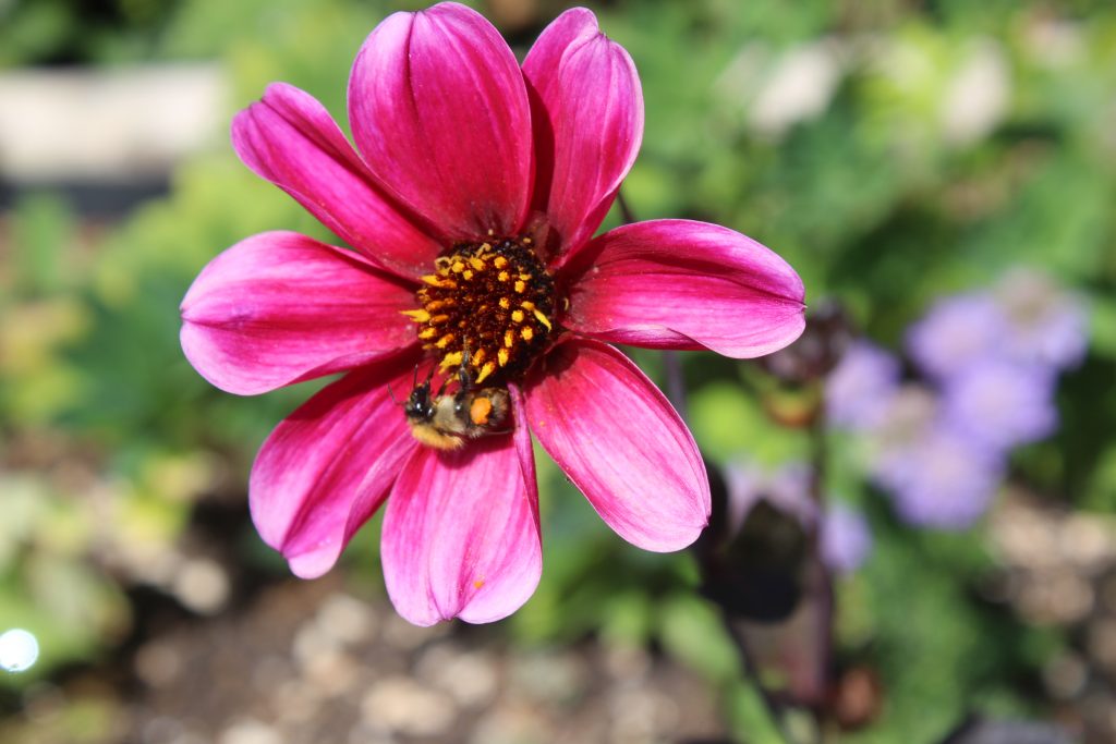 Dahlias can provide much-needed late-season nectar for bees