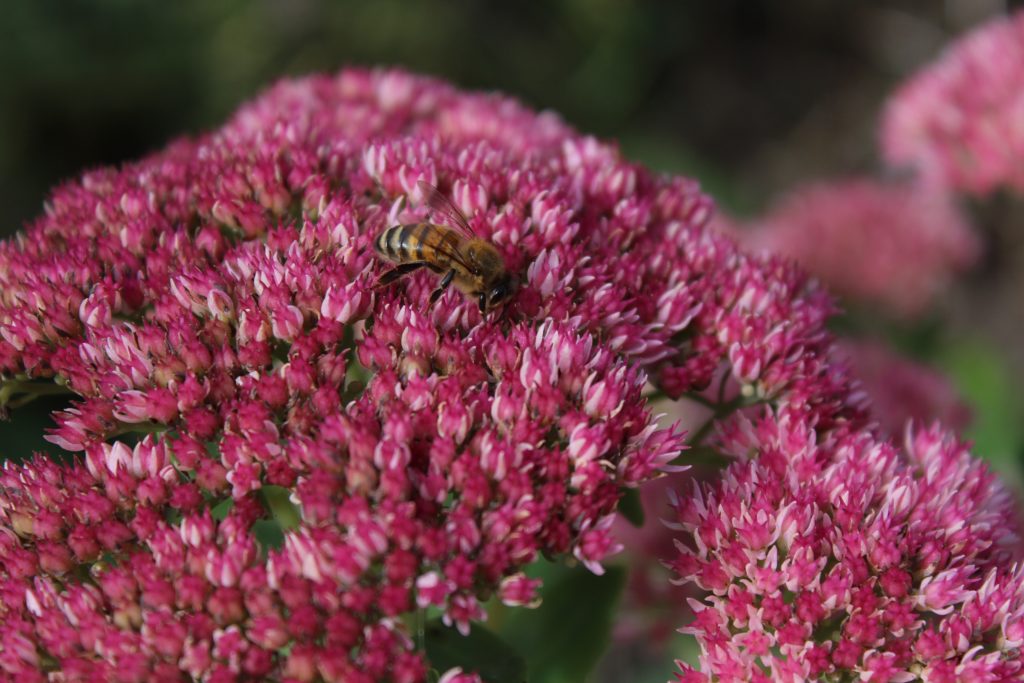 Sedums are extremely bee friendly