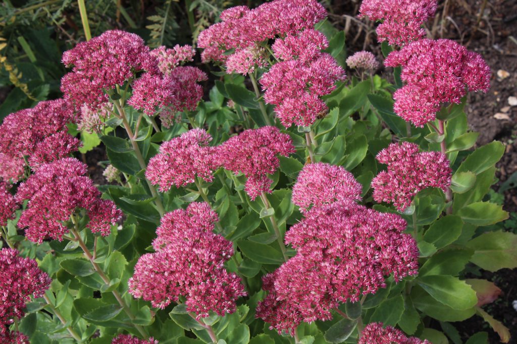 Sedum spectabile is at its most spectacular August to October
