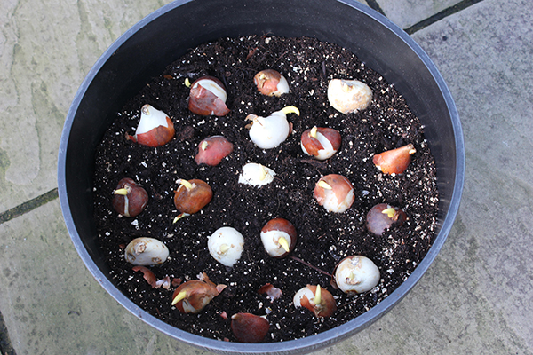 potted-tulip-bulbs