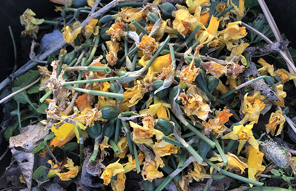 Add deadheaded daffodils to the compost