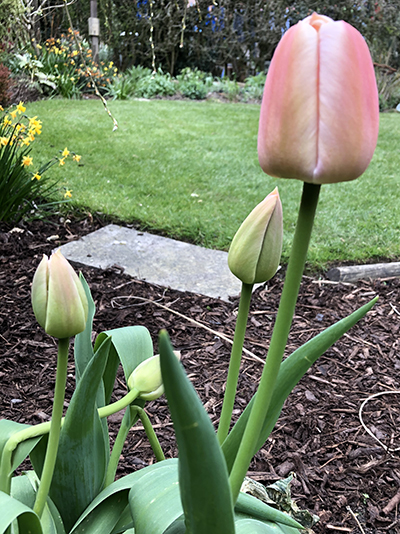 First tulip