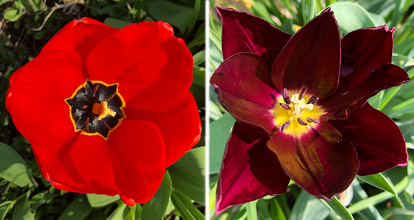 Hidden beauty inside tulips
