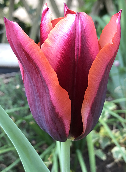 My favourite tulip, Slawa