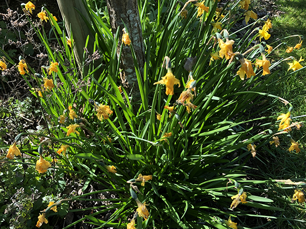 Scruffy end-of-bloom daffodils