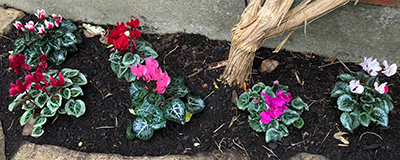 Plant cyclamen in a shady well-drained spot