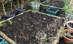 Vegetable bed mulched with garden compost