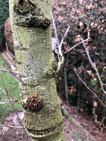 Burr knots on trunk of apple tree