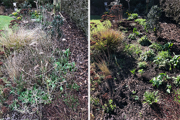 Before and after garden border - weeding and chopping 02
