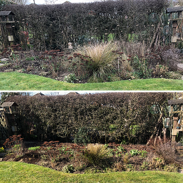 Before and after garden border - weeding and chopping 03