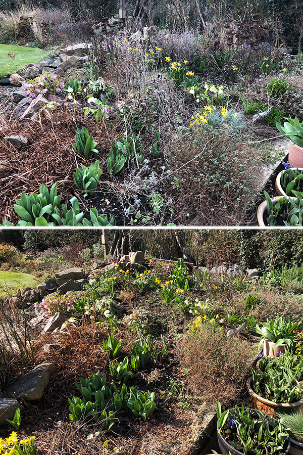 Before and after garden border - weeding and chopping 04