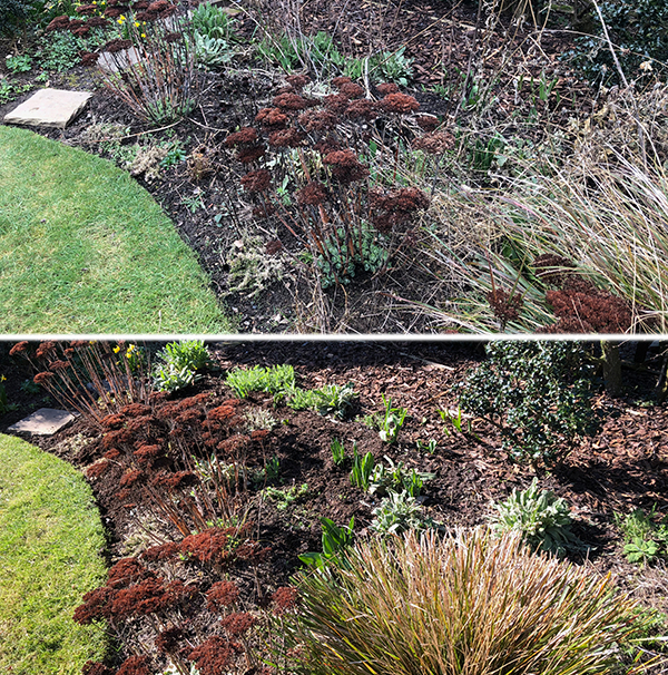 Before and after garden border - weeding and chopping 01