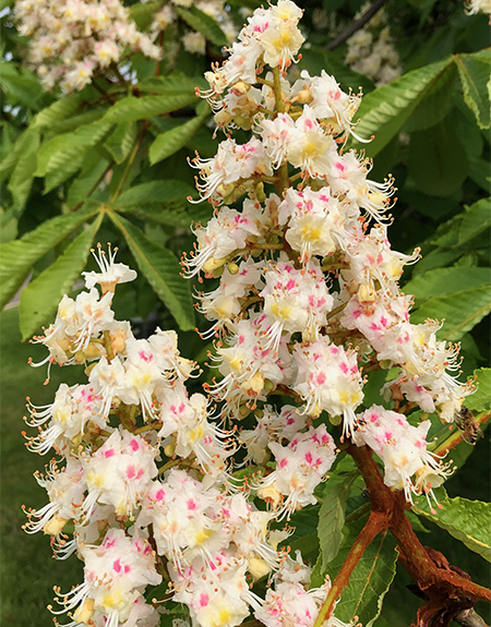 Horse chestnut blooms