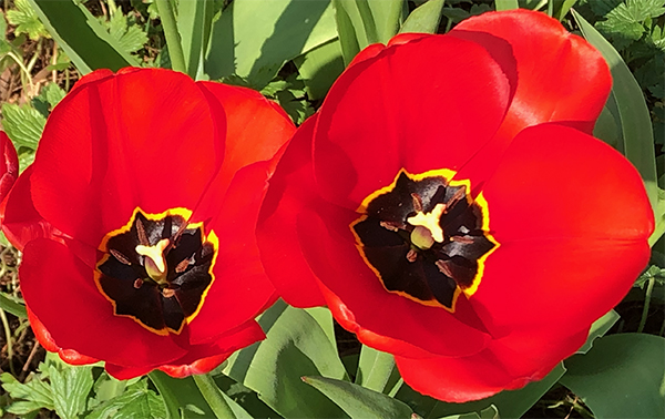 Inside tulips