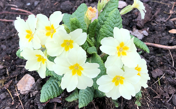 Primrose spring colour