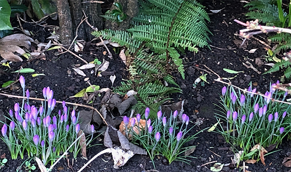 Crocuses bring colour to shady areas