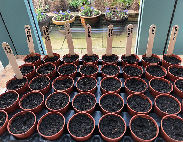 First sowings: tomatoes, aubergines, chillis and lettuce