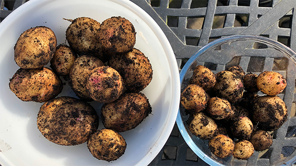 Final harvest of last year's potatoes