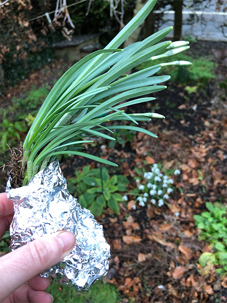 I'll keep planting snowdrops in the green, because every clump that surfaces the following year is so worth it