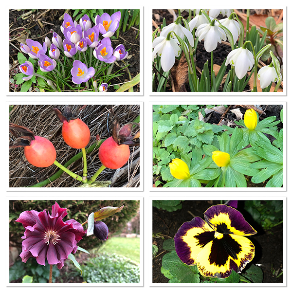 Pockets of colour in the February garden