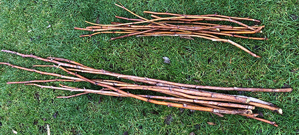 Raspberry cane stakes