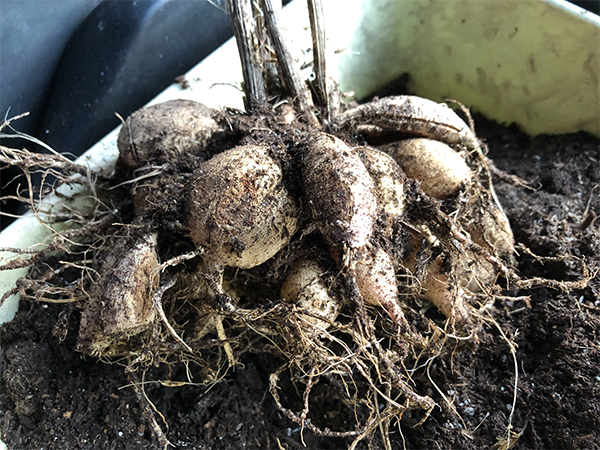 Unearthing dahlia tubers from winter storage