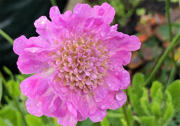 This rain- and wind-battered Scabious is still going strong in November!