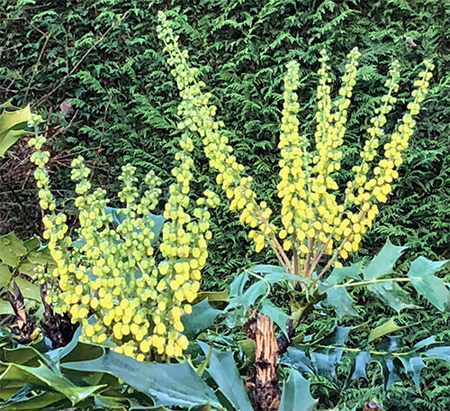 Mahonia in bud: a rich supply of nectar through the winter months