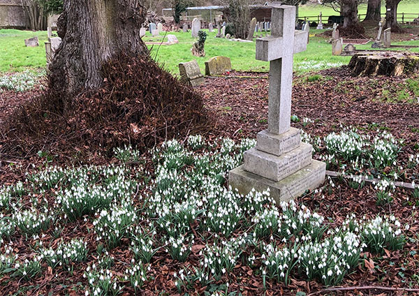 Carpet of snowdrops in churchyard