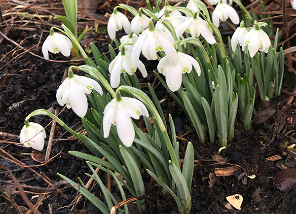 A decent-sized clump of snowdrops