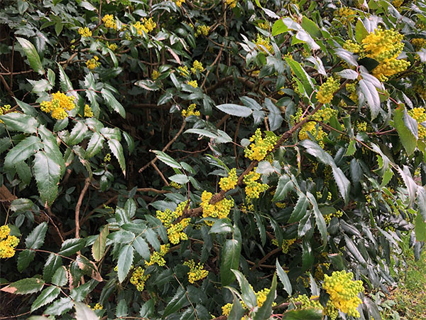 Mahonia aquifolium 'Apollo' shrub